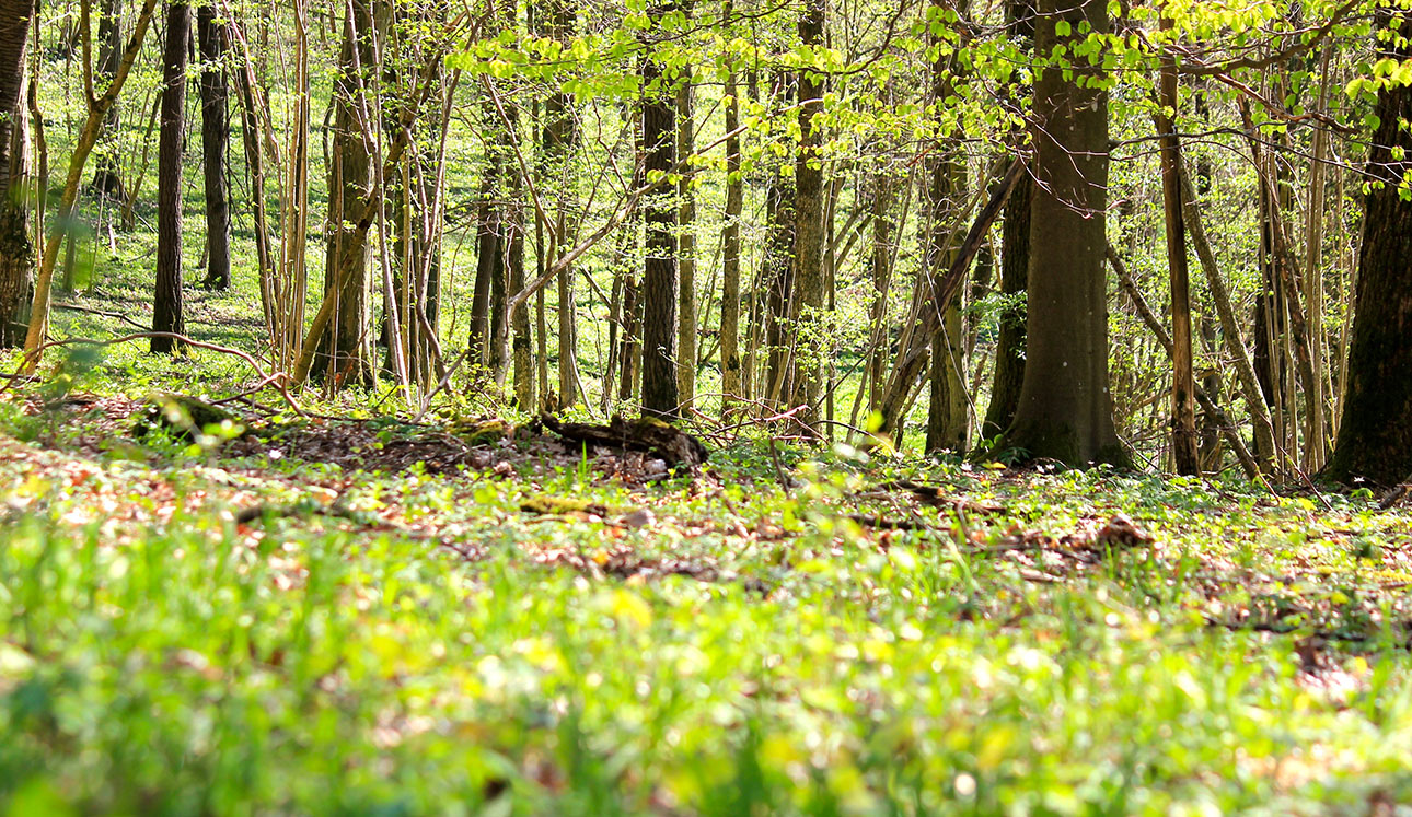 Naturcoaching-Kalender: private und berufliche Bildungsangebote