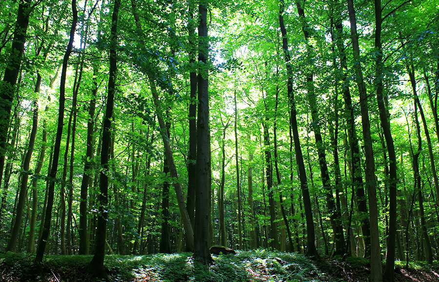 Die Natur dient im Coaching als Türöffner