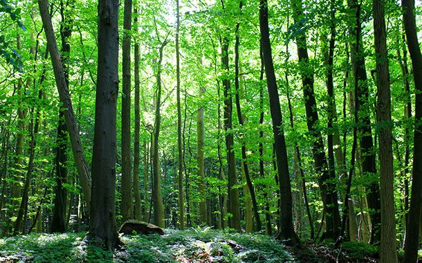 der Wald als Quelle für Klarheit und Gelassenheit
