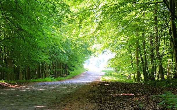 täglich raus in den Wald