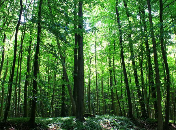 Die Natur dient im Coaching als Türöffner