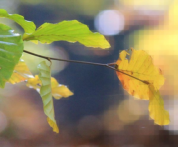 Online-Coaching für gestresste Menschen